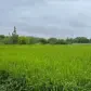 تصویر 1 خرید زمین جنگلی در ایزدشهر امیرآباد