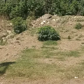 خرید زمین مسکونی روستایی داخل بافت در محمودآباد اهلم