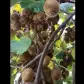تصویر 5 خرید ویلا دوبلکس روستایی استخردار در محمودآباد