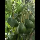 تصویر 7 خرید ویلا دوبلکس روستایی استخردار در محمودآباد