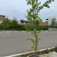 تصویر 2 خرید زمین تجاری مسکونی داخل بافت در محمودآباد مرکز شهر بافت شهری