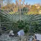 تصویر 2 خرید زمین مسکونی داخل بافت در ایزدشهر امیرآباد
